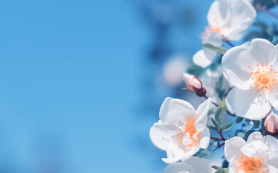 Spring Into Pool Season